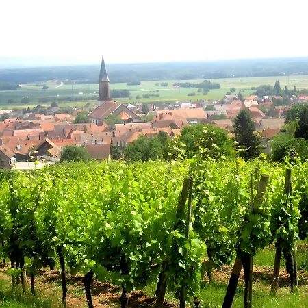 Sylvaner Sur La Route Des Vins Kintzheim