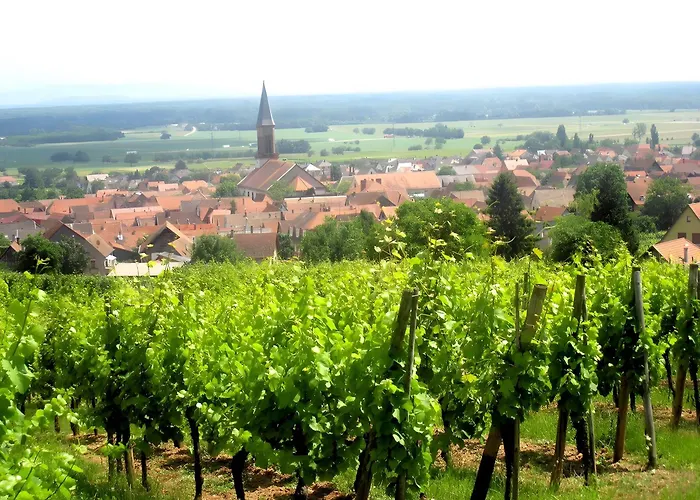 Sylvaner Sur La Route Des Vins Kintzheim